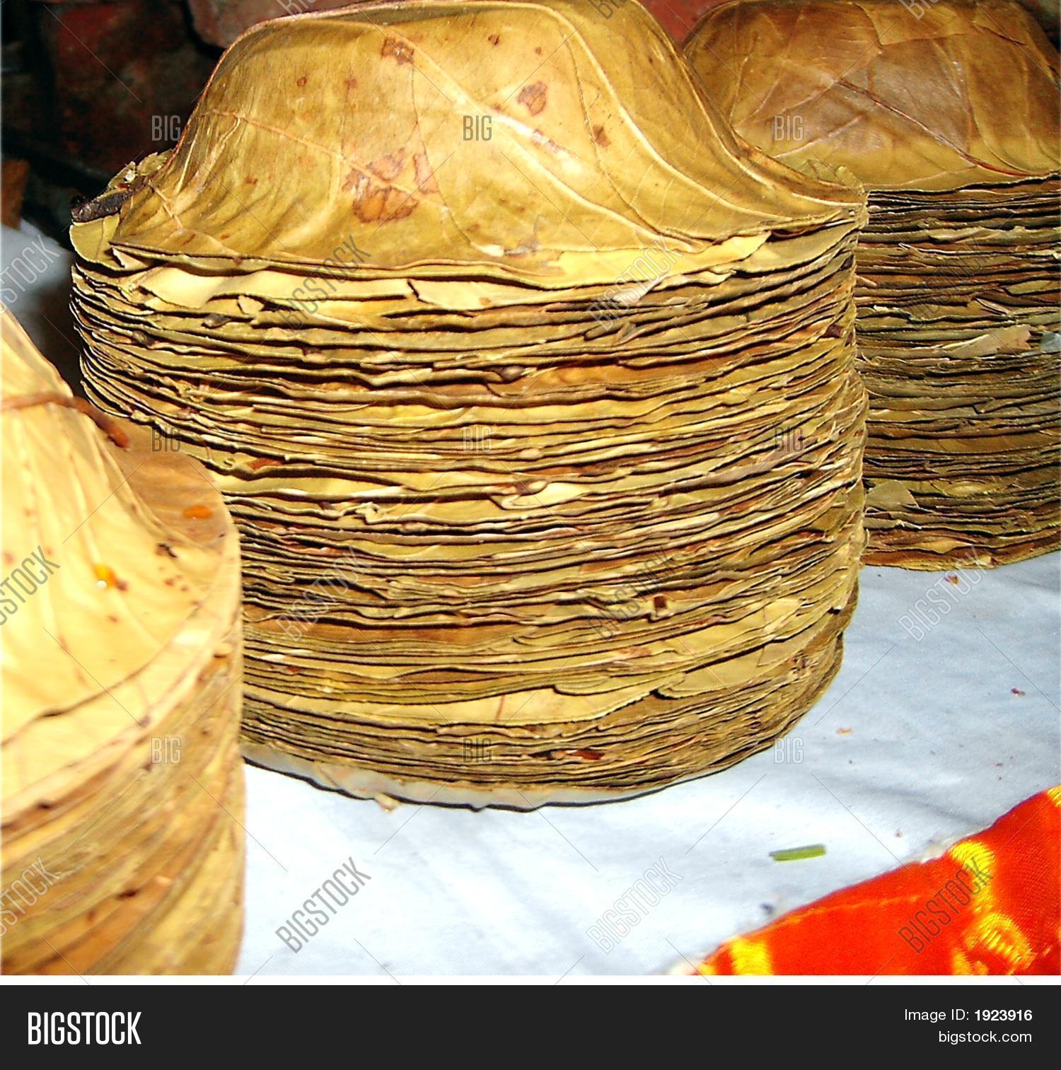 Bhoj Patra Image & Photo Bigstock