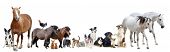 pic of animals  - group of farm animals and pets in front of white background - JPG 