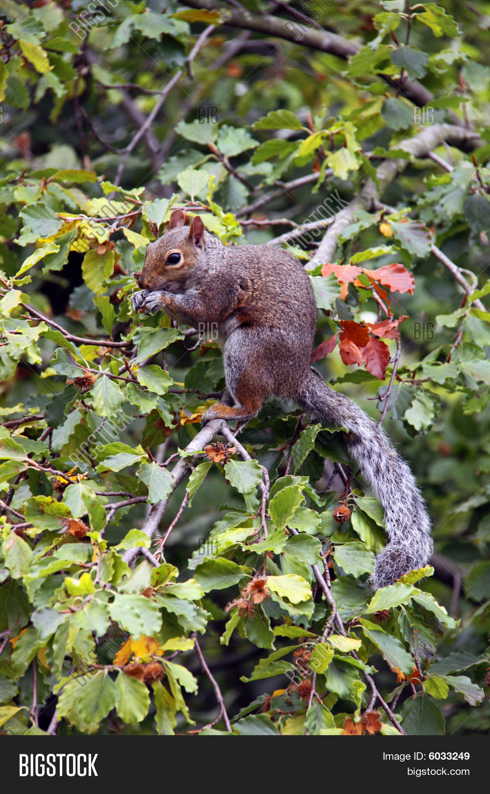Squirrel Eating Nuts Garden Beech Image & Photo Bigstock
