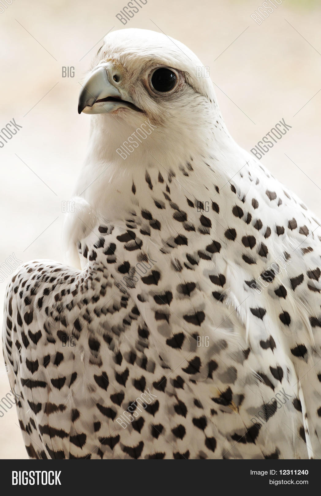 White Spotted Hawk Image & Photo | Bigstock