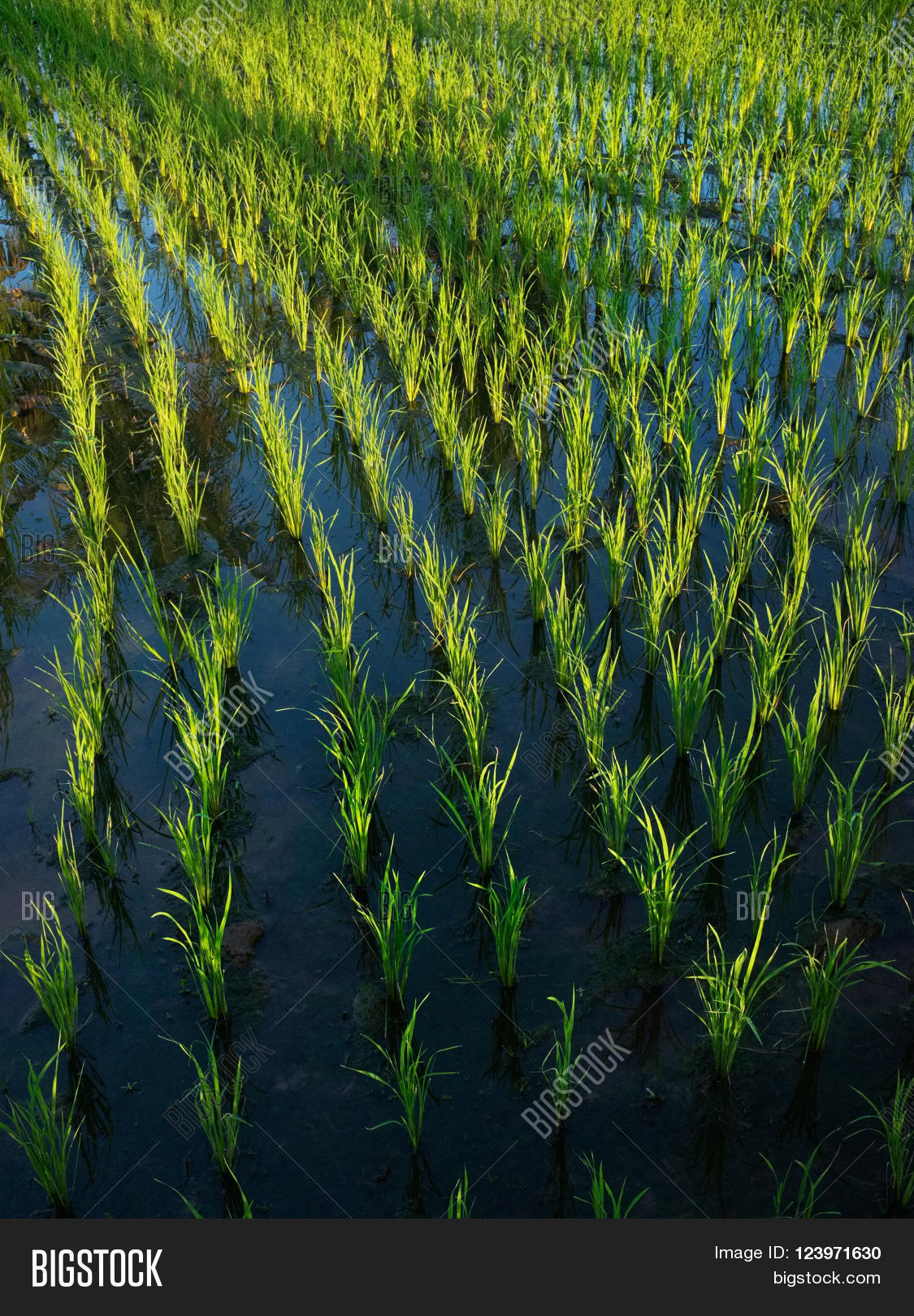 Wet Rice Cultivation 15dayold Image & Photo Bigstock
