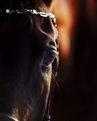 stock photo of horse  - Eye of a horse - JPG 