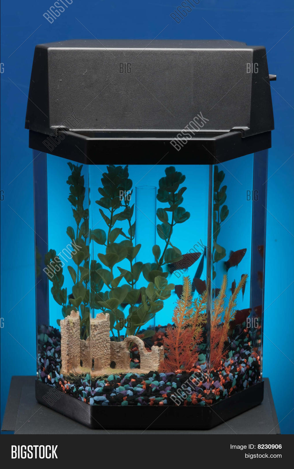 Empty Fish Tank Image & Photo Bigstock