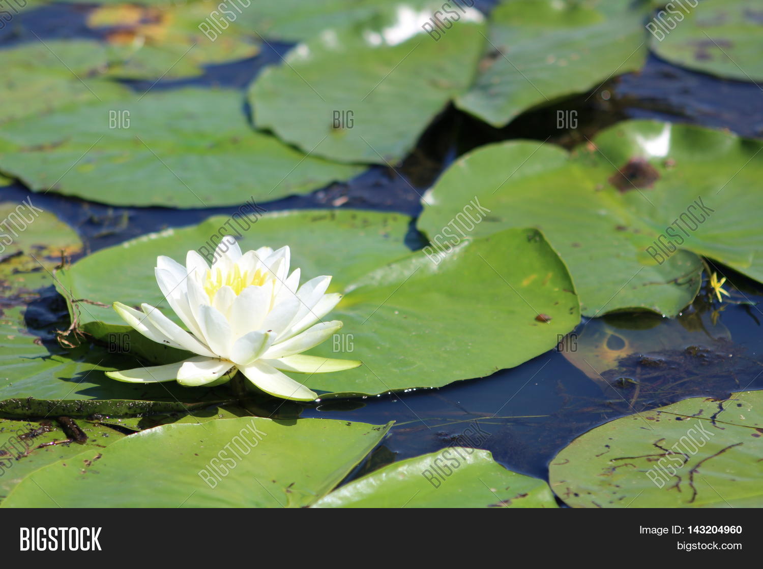 Single Lily Flower Lily Pads Lake Image & Photo Bigstock