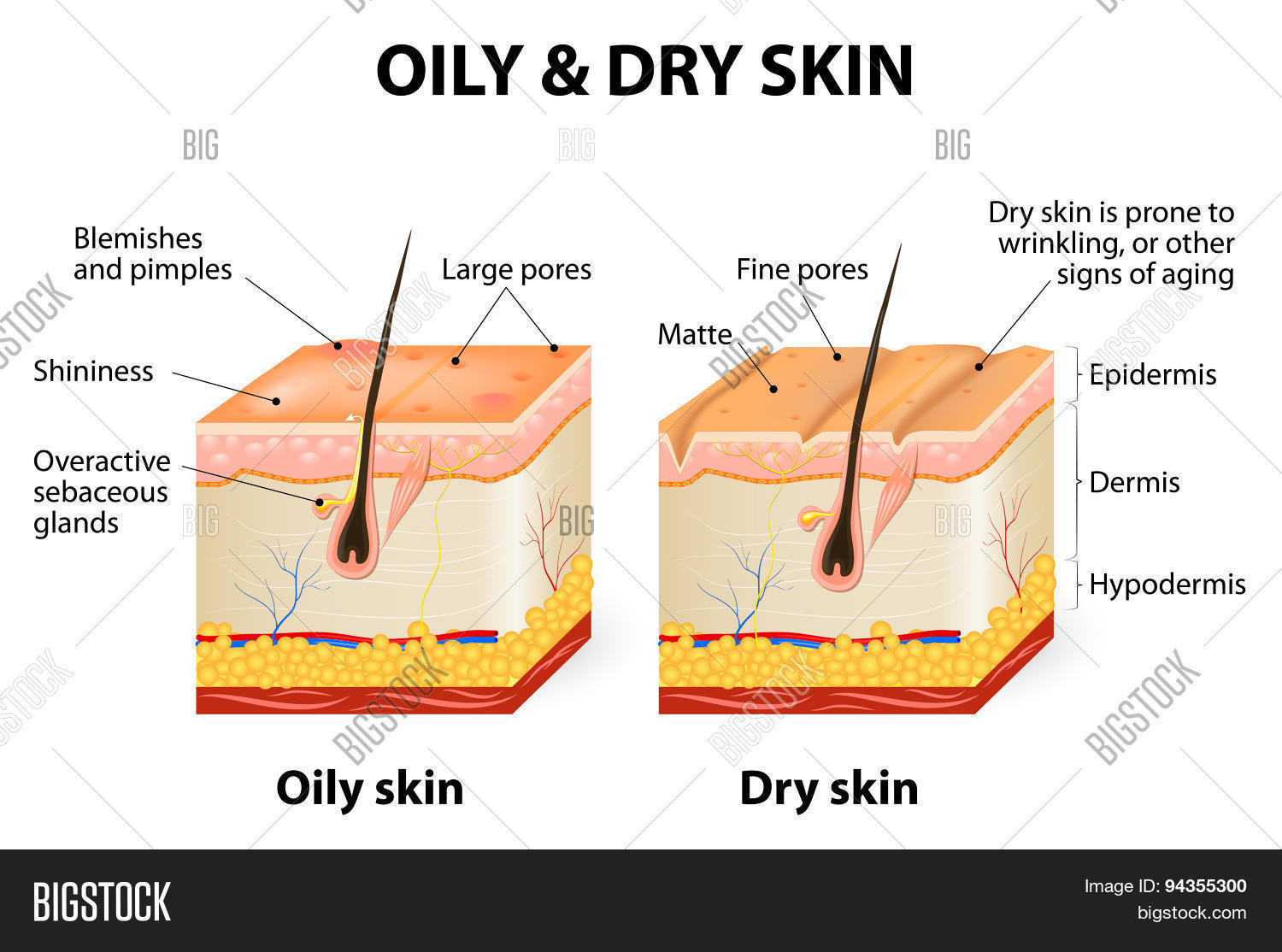 human skin stock photo 169 chaoss 1695911 skin vector photo bigstock human skin stock photo 169 chaoss 1695911 skin vector photo bigstock