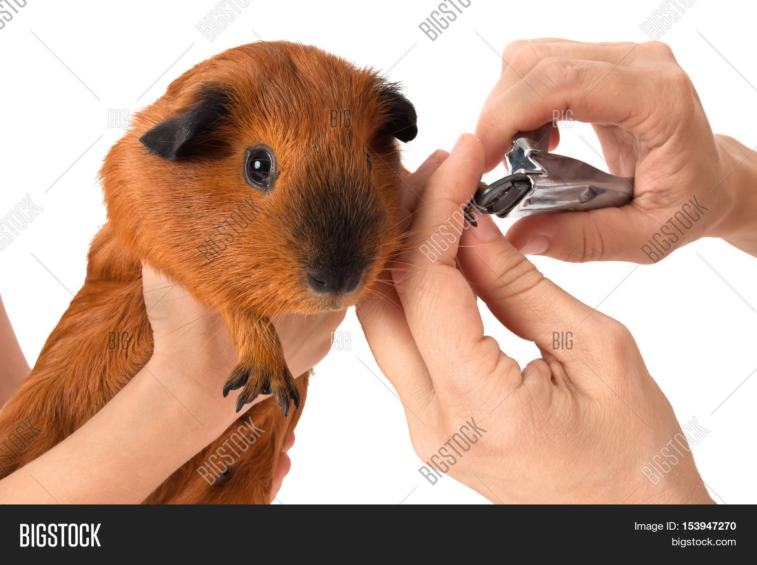 Hands Cutting Claws Guinea Pig Nail Image & Photo Bigstock