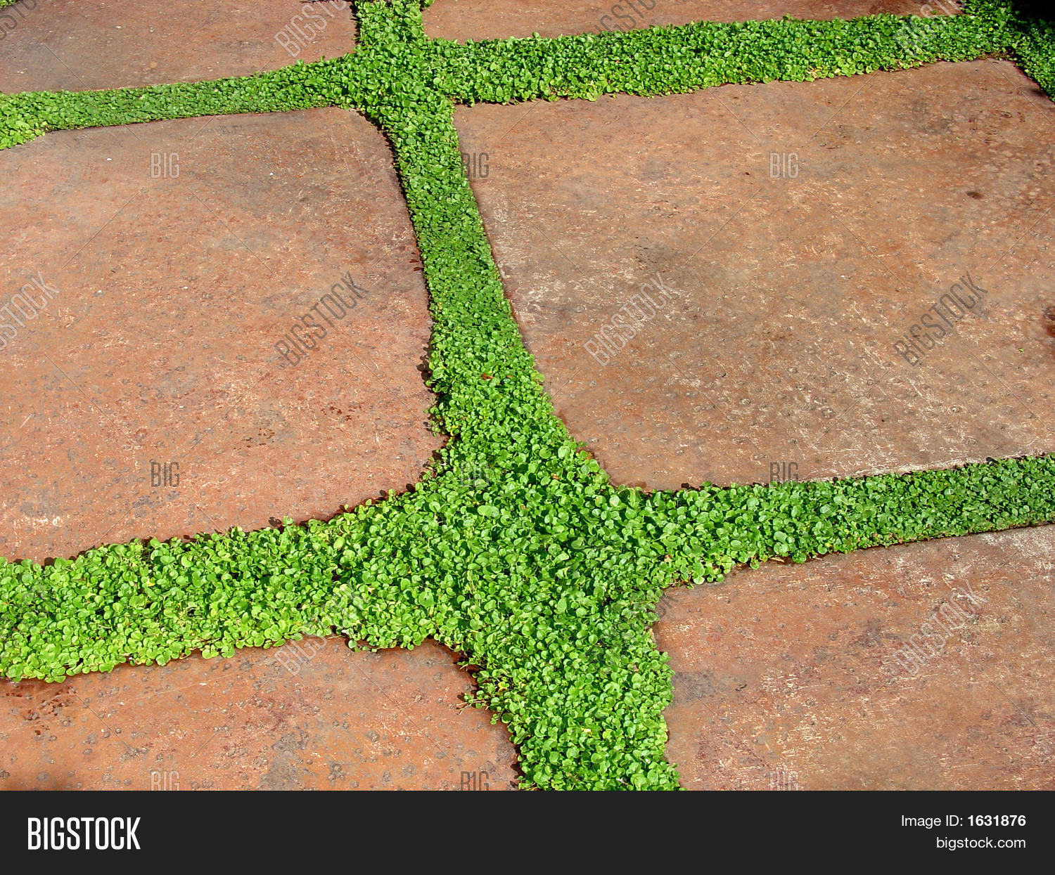 Moss Growing Between Stepping Image & Photo Bigstock