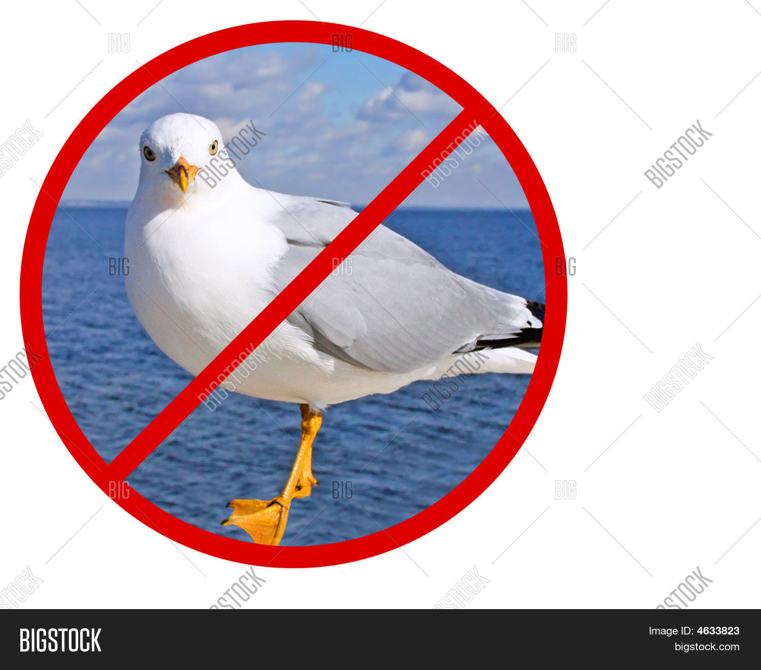No Seagulls Stock Photo & Stock Images Bigstock