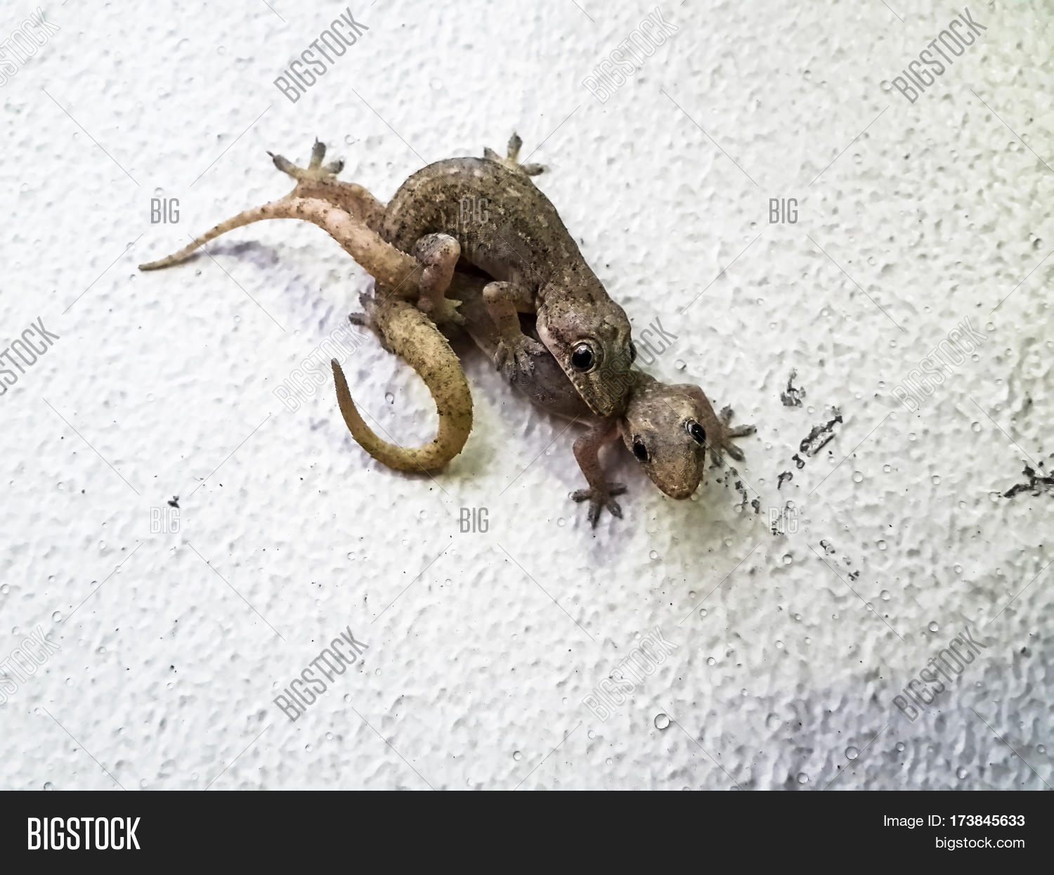 mating lizards. tropical flat-tailed house geckos hemidactylus mating lizards. tropical flat-tailed house geckos hemidactylus