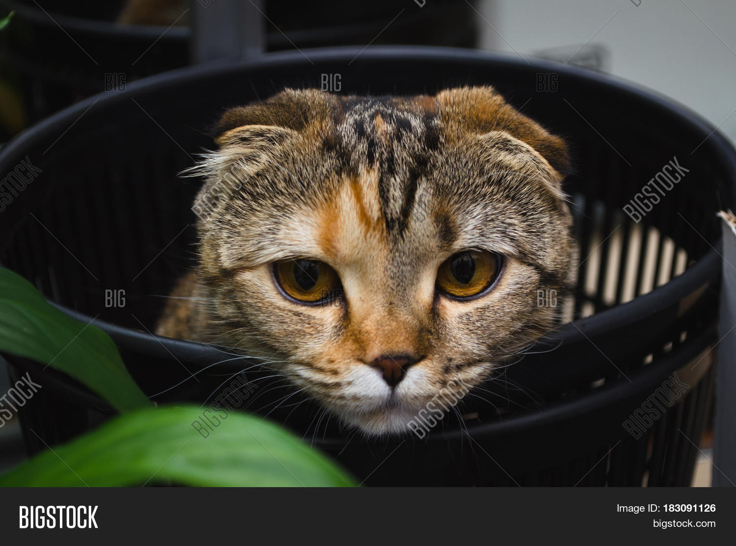 Sad cat in trash bin. Cat hiding in recycler bin.Funny pet. Stock Photo