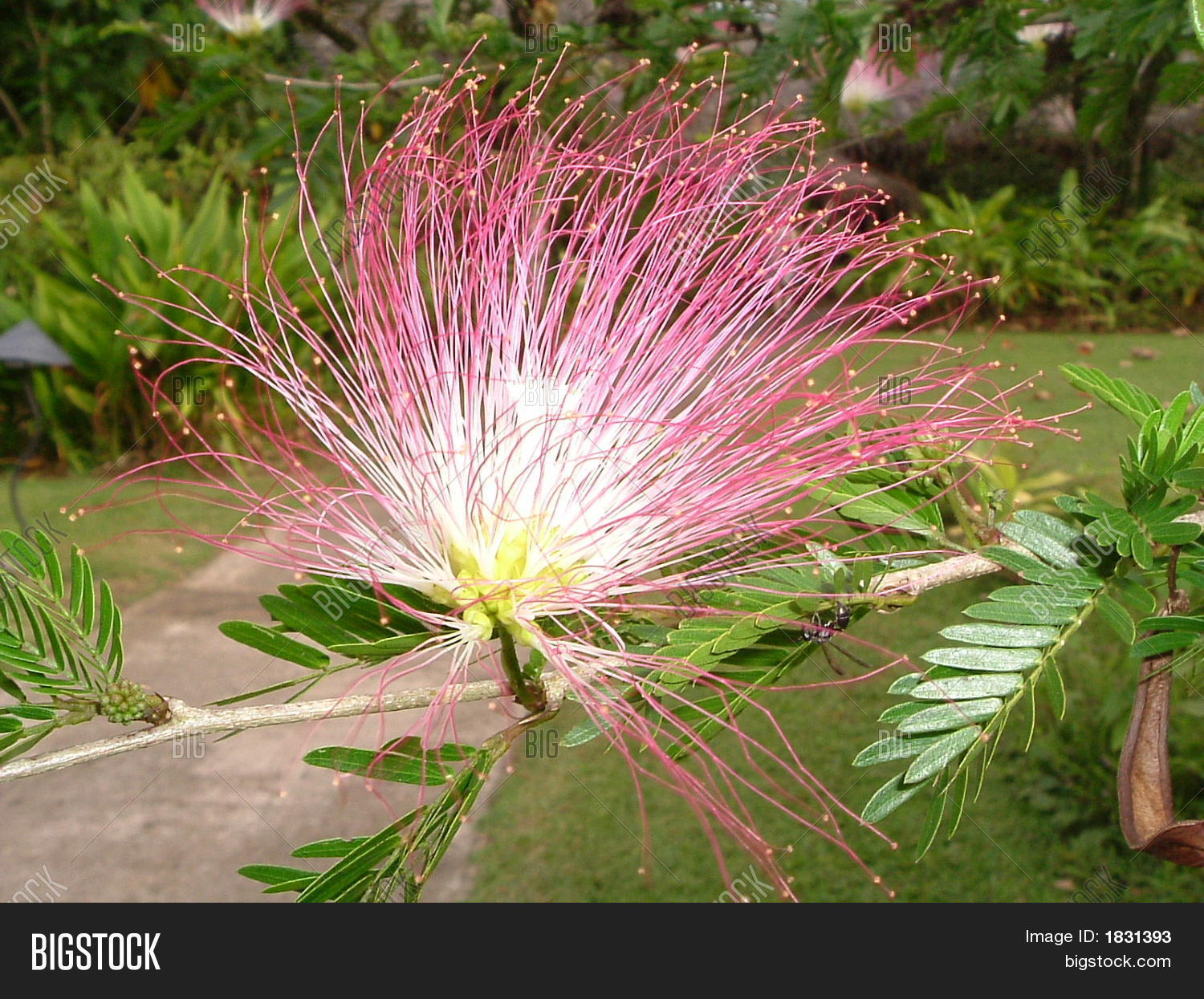 Wispy Pink Flower Image & Photo Bigstock