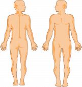 stock photo of anatomy  - Vector art on the human anatomy isolated on white - JPG 