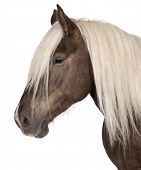 picture of equus caballus  - Comtois horse a draft horse Equus caballus 10 years old in front of white background - JPG 