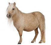image of equus caballus  - Palomino Shetland pony Equus caballus 3 years old standing in front of white background - JPG 