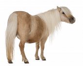 pic of equus caballus  - Palomino Shetland pony Equus caballus 3 years old standing in front of white background - JPG 