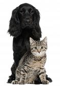 picture of dog  - Cocker Spaniel and European Cat 5 and 4 years old sitting in front of white background - JPG 