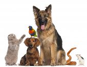 picture of animals  - Group of animals in front of white background - JPG 