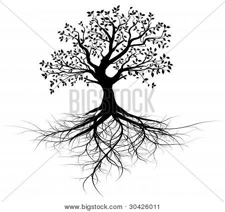 Picture or Photo of Whole black tree with roots isolated white background vector