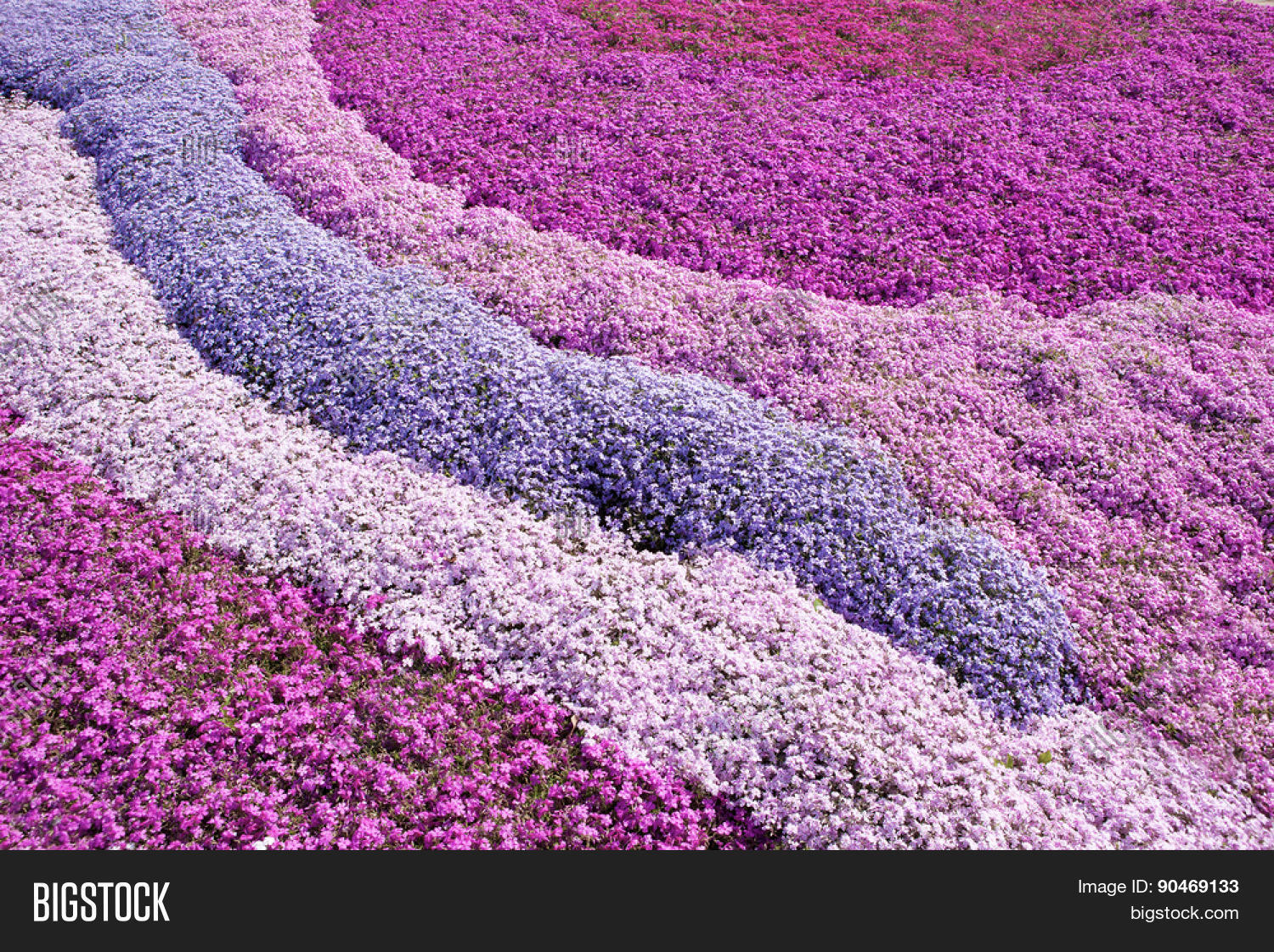 6 Pack Creeping Phlox L6559 At Lowes Com Drought Spells Bad News For Creeping Phlox Plants Both Stolonifera And Subulata Grow Best In Soil That Stays Moist