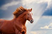 stock photo of horse  - chestnut horse closeup against the blue sunny skies - JPG 