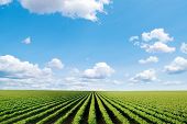 foto of rows  - field with rows of cultivated plants in perspective wide portion of sky - JPG 