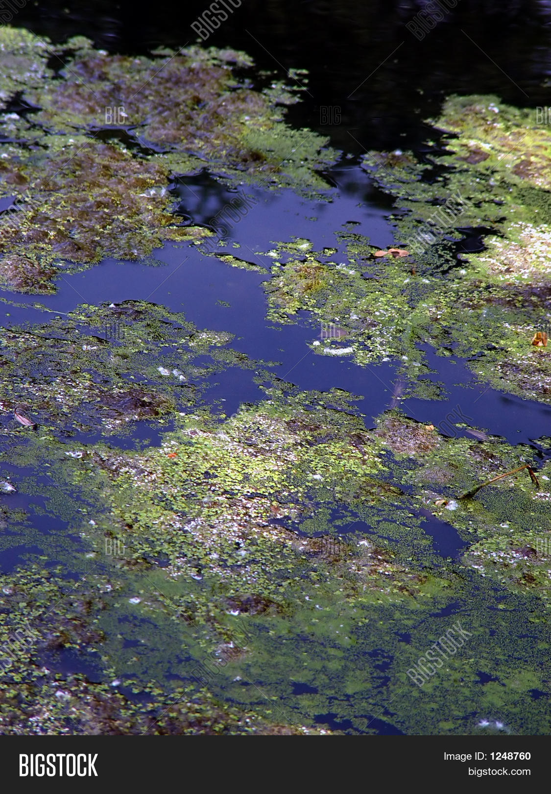 Moss Pollen On Pond Surface Image & Photo Bigstock