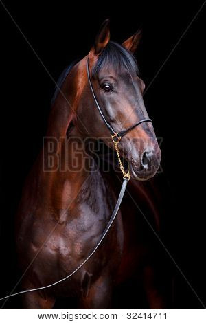 Picture or Photo of Bay horse head isolated on black background.