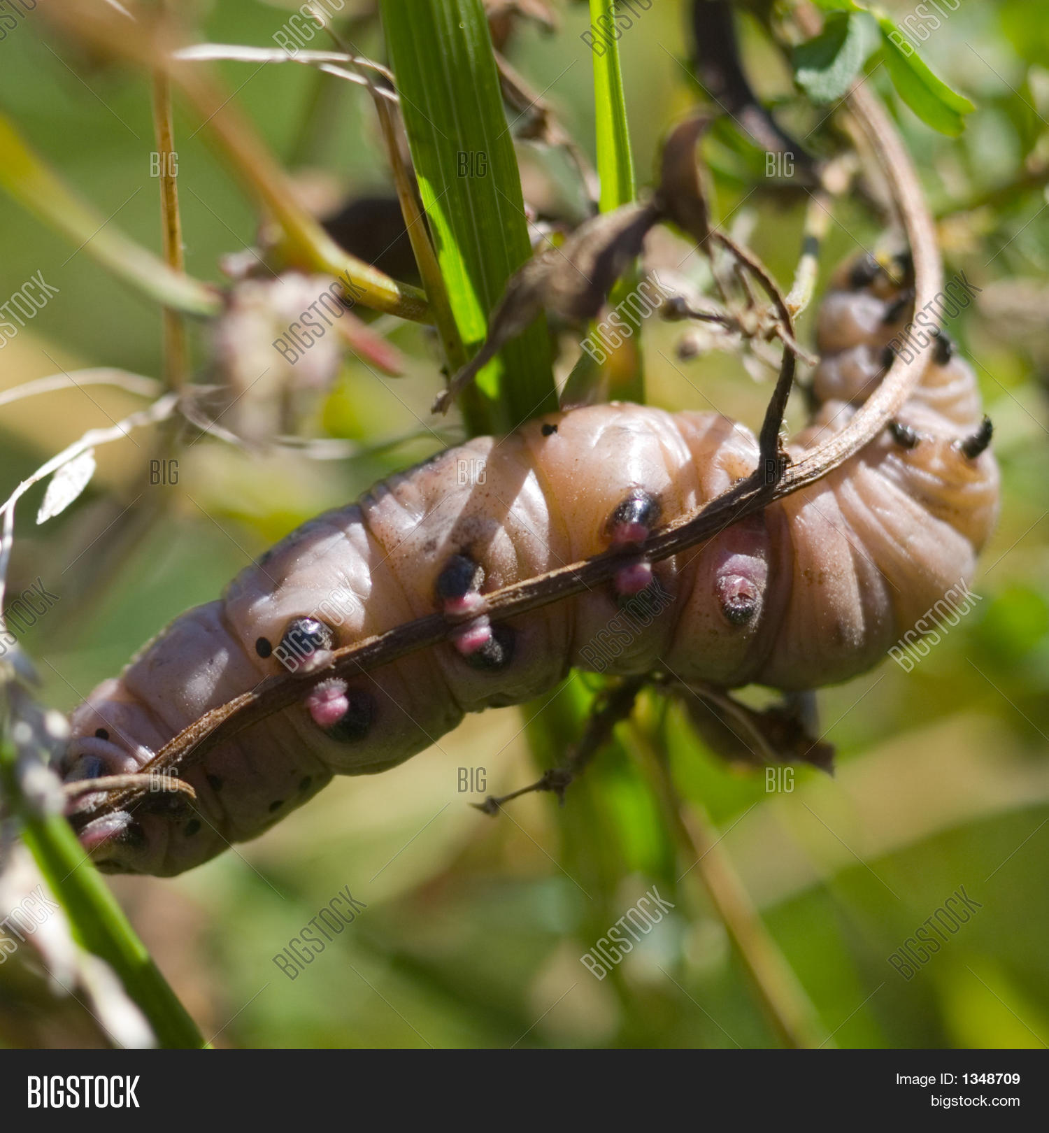 Big Brown Caterpillar Image & Photo Bigstock
