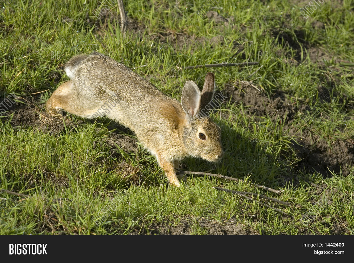 Bunny Rabbit Hopping Around Stock Photo & Stock Images Bigstock