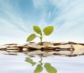 pic of money  - Concept of a plant and a lot of golden coins isolated on white background - JPG 