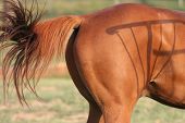 stock photo of quarter horse  - hind quarter of a horse swishing tail with shadows - JPG 