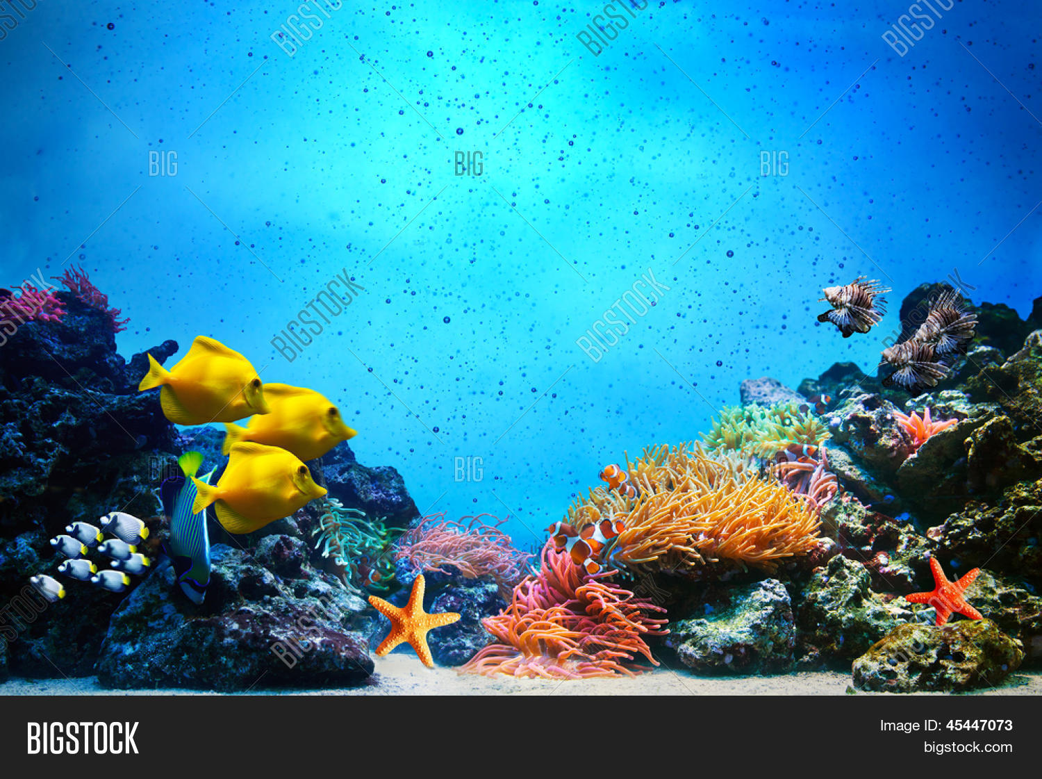 Underwater scene. Coral reef, colorful fish groups and sunny sky