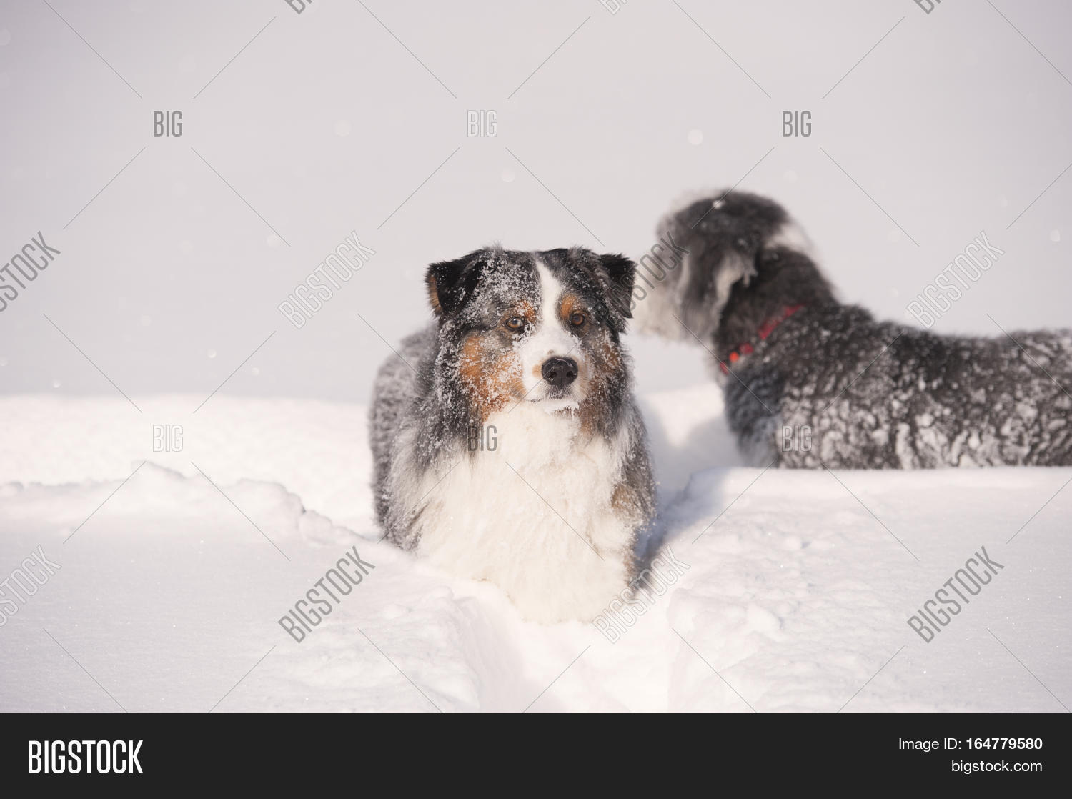 australian shepherd jack russell terrier blue merle australian shepherd in deep snow fluffy blue merle australian shepherd jack russell terrier blue merle australian shepherd in deep snow fluffy blue merle