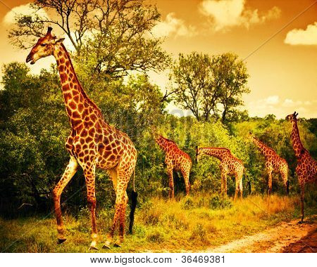 Picture or Photo of Image of a South African giraffes, big family graze in the wild forest, wildlife animals safari, Kruger National Park, bushes of Sabi Sand game drive reserve, beautiful nature of Africa continent