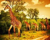 picture of nature  - Image of a South African giraffes - JPG 