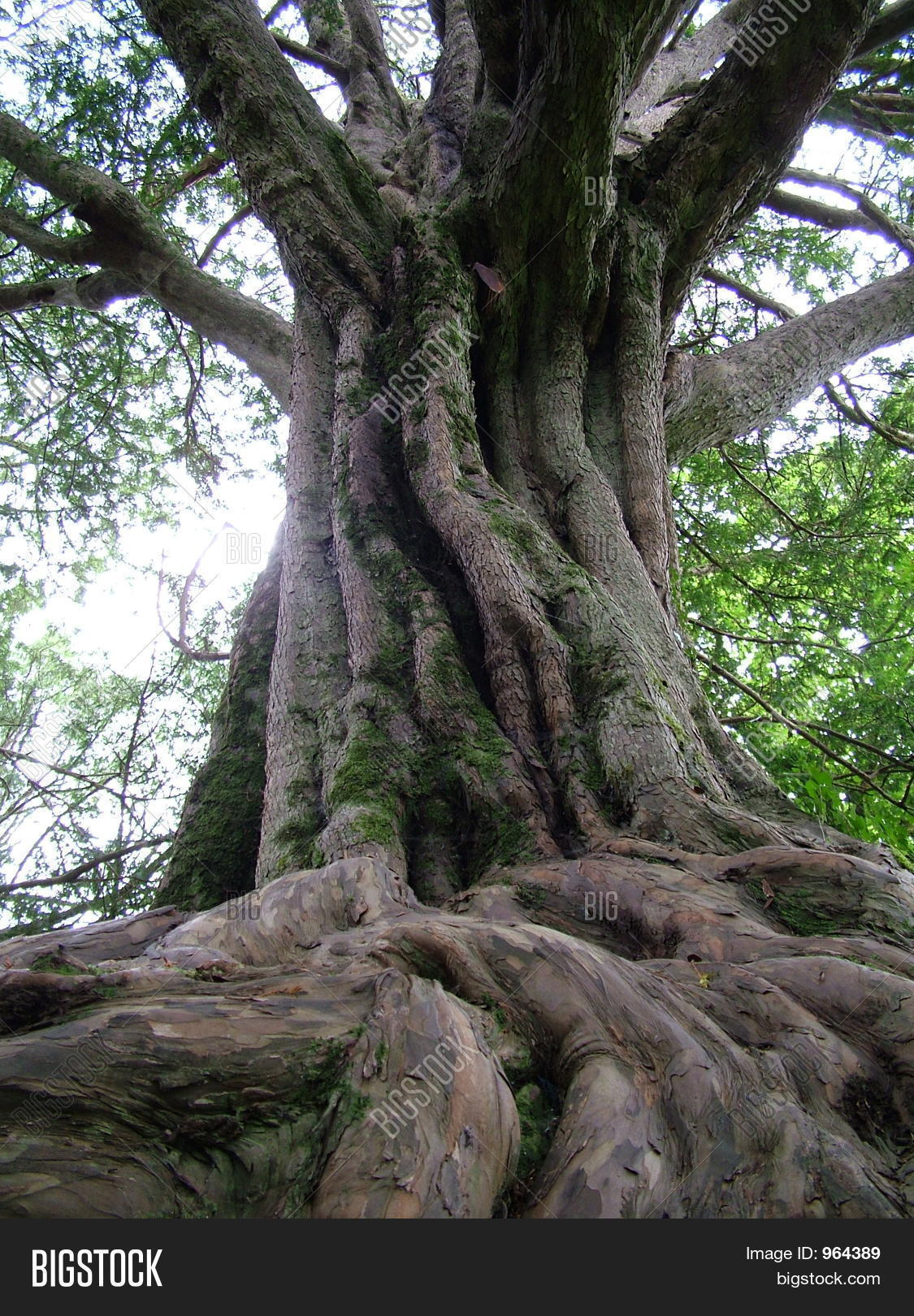 Tree Roots Canopy Leaves Image & Photo Bigstock