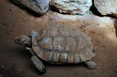 pic of steady  - A slow and steady Tortoise crawling along the ground - JPG 