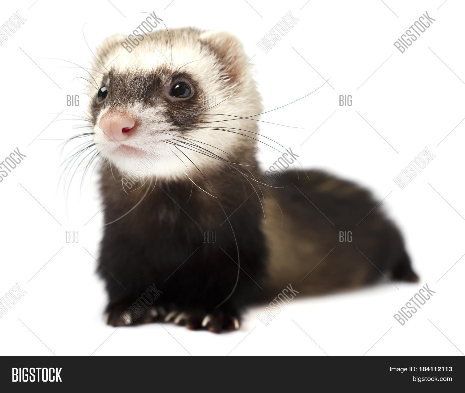 Grey ferret isolated on a white background Stock Photo & Stock Images Bigstock