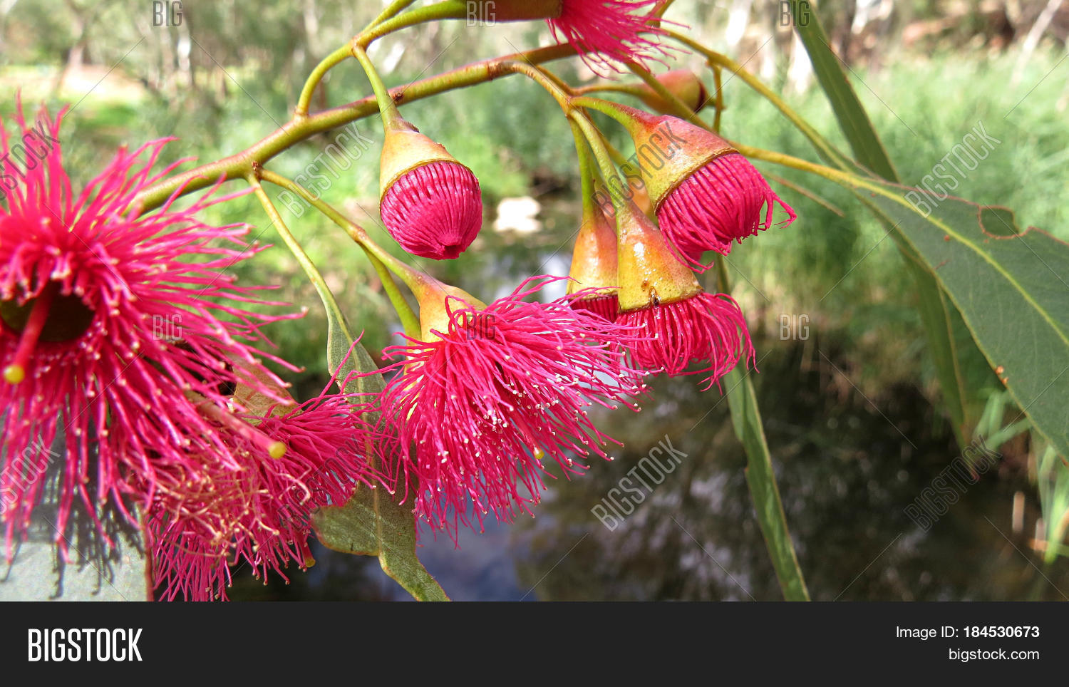 Pink Eucalyptus Gum Nut Bud Flower Image & Photo Bigstock