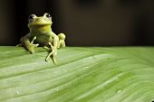 picture of animals  - frog amphibian treefrog rainforest branch tropical tree frog on green leaf with copy space tropical amazon jungle animal - JPG 