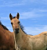 stock photo of quarter horse  - cute young dun foal interested in the photographer - JPG 