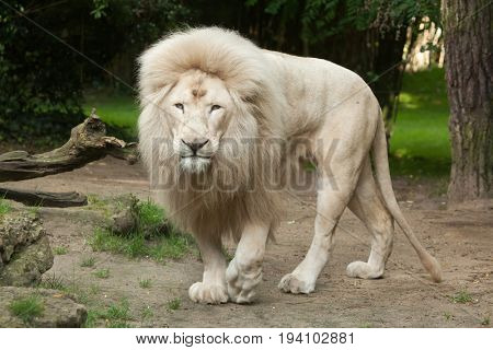 Male White Lion The Lions Are A Colour Mutation Of Poster Of Male White Lion The Lions Are A Colour Mutation Transvaal Panthera Leo Krugeri