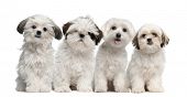 foto of animals  - Group of Shih Tzu and Maltese puppy sitting and looking at camera against white background - JPG 