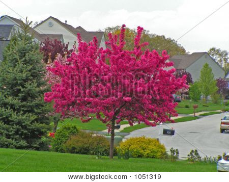 vivid hot pink flowering crabapple image photo bigstock vivid hot pink flowering crabapple image photo bigstock