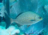 image of bermuda  - Bermuda Chub swimming over a coral reef - JPG 