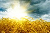 stock photo of sunset  - Golden sunset over wheat field at summer time - JPG 