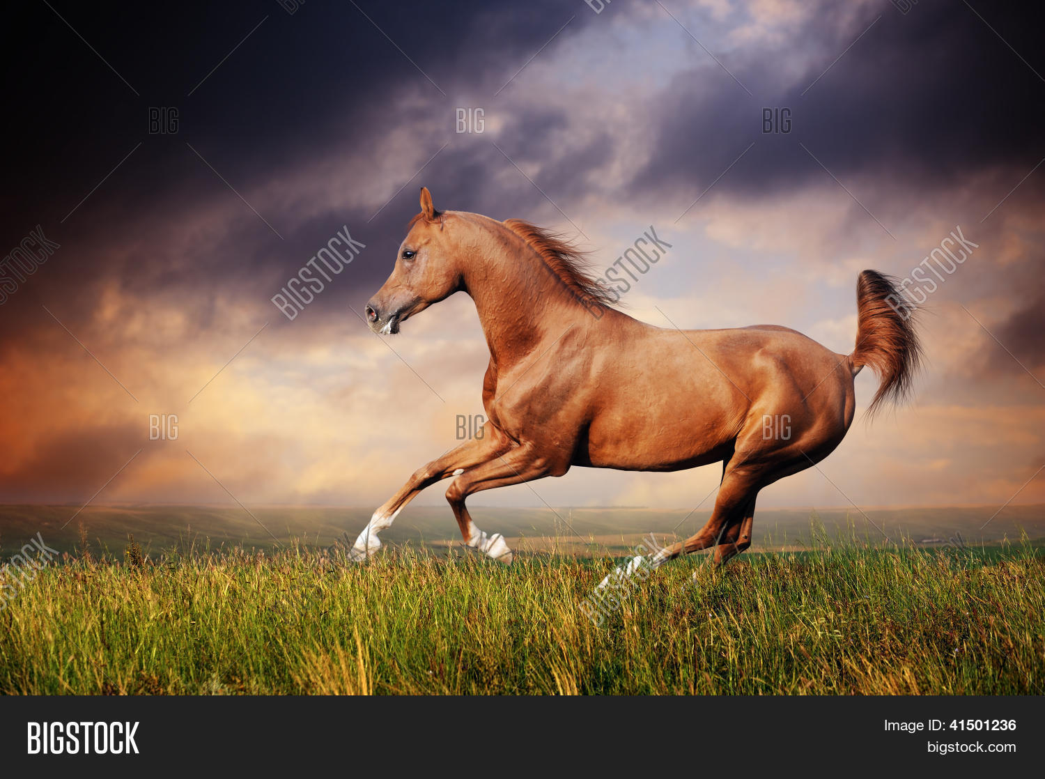 Beautiful red arabian horse running gallop Stock Photo & Stock Images