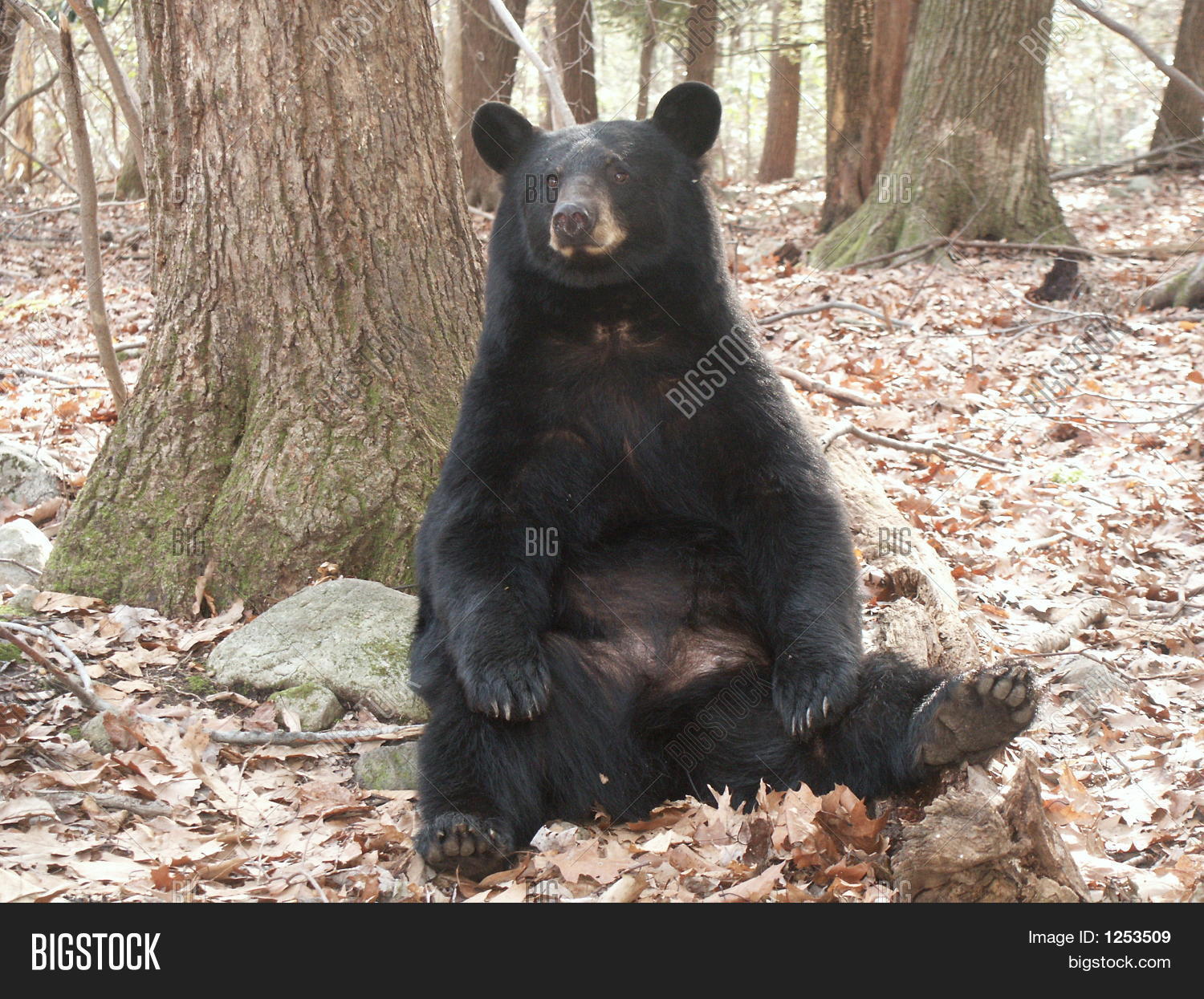 Sitting Black Bear Image & Photo | Bigstock
