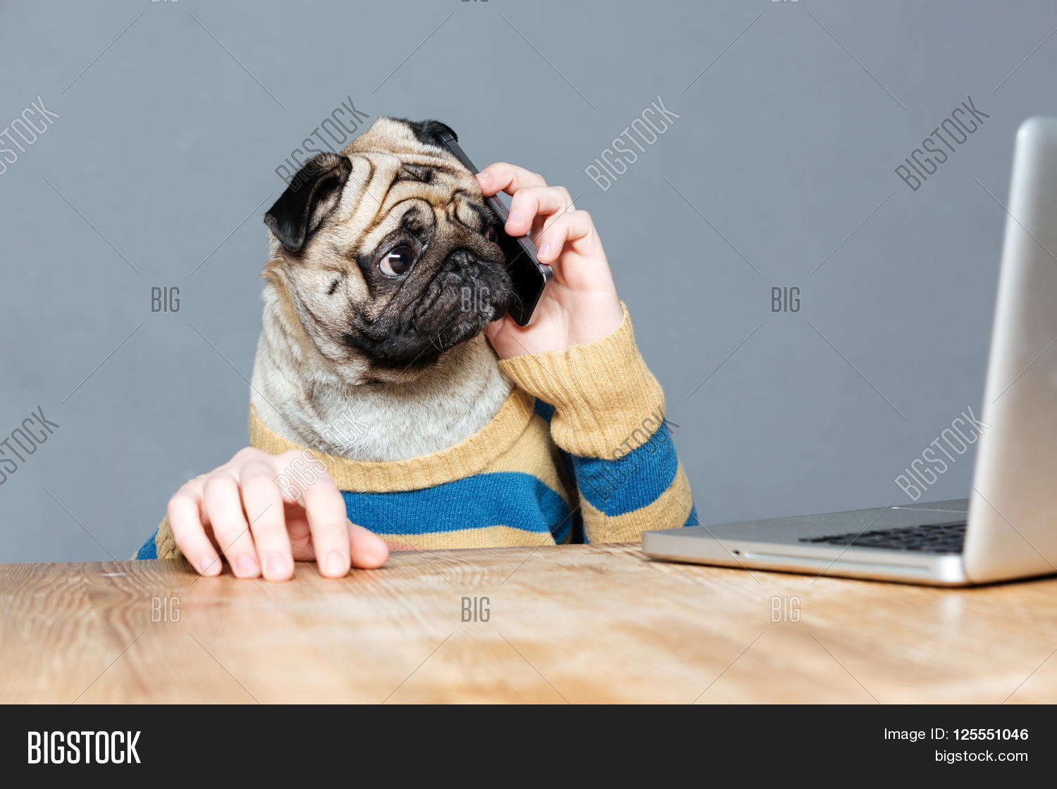 pug phone amazed with pug talking on mobile phone and using laptop grey pug phone amazed with pug talking on mobile phone and using laptop grey