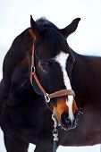 image of horse  - Portrait of a horse - JPG 